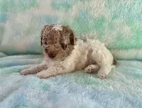 F2B Red Merle Phantom Parti Mini , a male Poodle - Miniature  and Miniature Aussiedoodle for sale in Quartzsite, AZ – 3 of 7