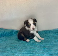 Red Tri Blue Eyes, a female Toy Australian Shepherd for sale in Quartzsite, AZ – 2 of 5