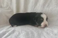 Mini Toy Gorgeous Black Tri Blue Eyes Sweet Tamale, a female Miniature Australian Shepherd for sale in Quartzsite, AZ – 4 of 7