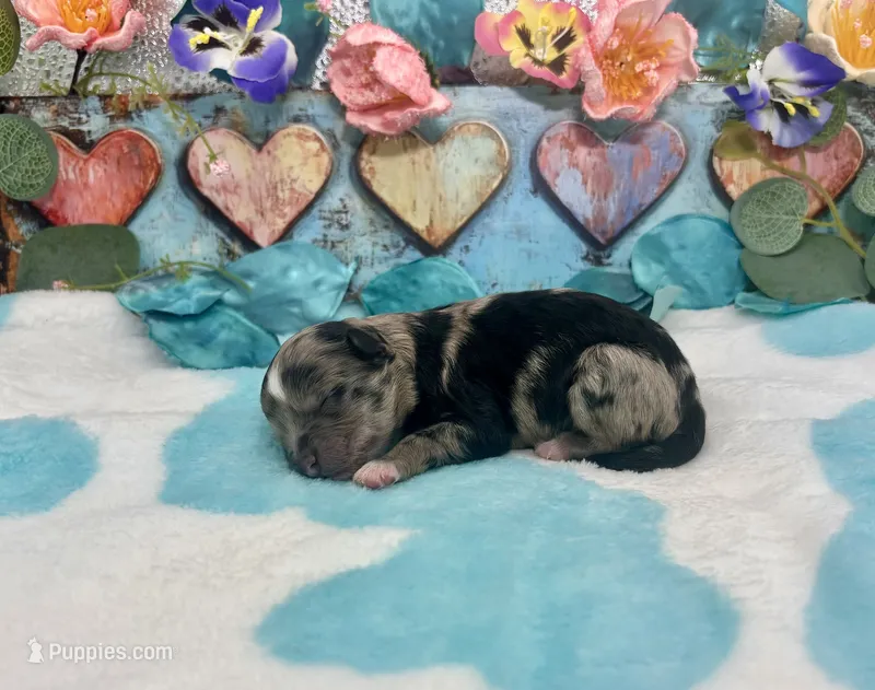 F2B Miniature Blue Merle Key Lime Pie  – Aussiedoodle puppy for sale in Quartzsite, AZ