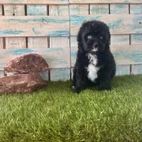 Toy Mini F1 Tuxedo Bi Tempe Blue Eyes, a female Miniature Aussiedoodle for sale in Quartzsite, AZ – 6 of 10