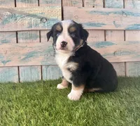 Toy Mini Blue Eyes , a female Miniature American Shepherd for sale in Quartzsite, AZ – 6 of 7