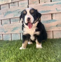 Toy Mini Blue Eyes , a female Miniature American Shepherd for sale in Quartzsite, AZ – 4 of 7