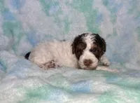 Toy Mini F2B Red Phantom Tri Parti , a male Poodle - Miniature  and Miniature Aussiedoodle for sale in Quartzsite, AZ – 5 of 7