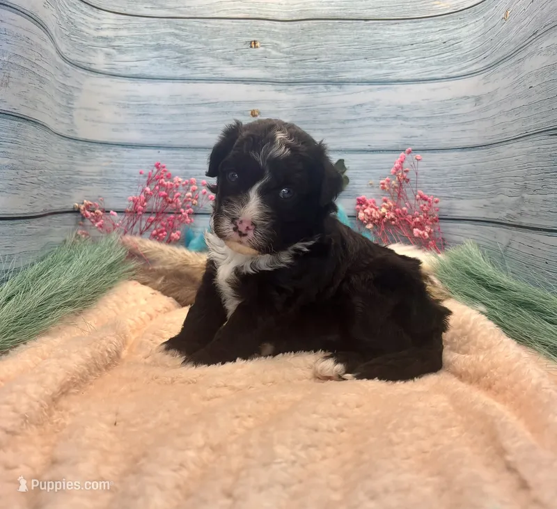 F1 Toy Mini Tuxedo Bi Black Scottsdale – Miniature Aussiedoodle puppy for sale in Quartzsite, AZ