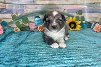 F1 Toy Mini Blue Merle , a male Miniature Aussiedoodle for sale in Quartzsite, AZ – 3 of 10