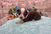 Toy Mini Red Tri Milky Way Blue Eyes, a female Miniature Australian Shepherd for sale in Quartzsite, AZ – 2 of 10