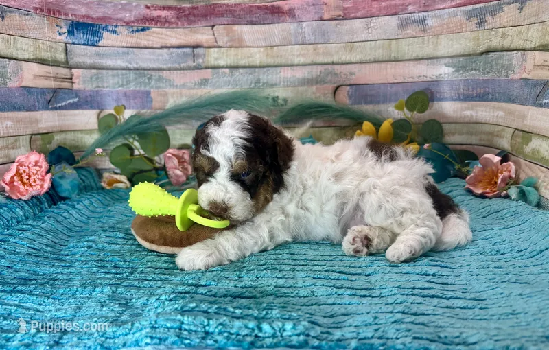 F2B Mini Red Tri Parti  – Aussiedoodle puppy for sale in Quartzsite, AZ