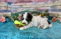 F2B Mini Red Tri Parti , a male Aussiedoodle for sale in Quartzsite, AZ – 1 of 10