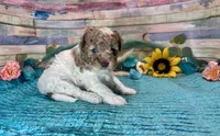 Miniature F2B Red Merle Parti , a male Aussiedoodle for sale in Quartzsite, AZ – 7 of 10