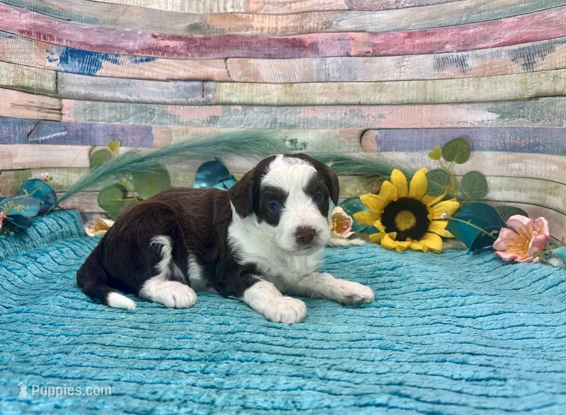 Toy Mini F1 Red Tri Tuxedo Sweetheart  – Miniature Aussiedoodle puppy for sale in Quartzsite, AZ
