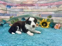 Toy Mini F1 Red Tri Tuxedo Sweetheart , a male Miniature Aussiedoodle for sale in Quartzsite, AZ – 1 of 10