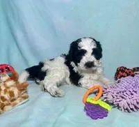 Mini F2B Parti Black and White , a male Aussiedoodle for sale in Quartzsite, AZ – 2 of 9