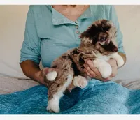 Toy Mini Red Merle F1B Aussiedoodle , a female Miniature Aussiedoodle for sale in Quartzsite, AZ – Photo 2 of 10