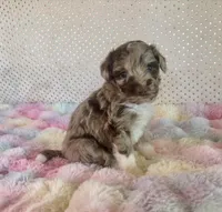 Toy Mini Red Merle F1B Aussiedoodle , a female Miniature Aussiedoodle for sale in Quartzsite, AZ – Photo 7 of 10