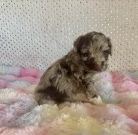Toy Mini Red Merle F1B Aussiedoodle , a female Miniature Aussiedoodle for sale in Quartzsite, AZ – Photo 9 of 10