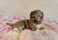 Toy Mini Red Merle F1B Aussiedoodle , a female Miniature Aussiedoodle for sale in Quartzsite, AZ – Photo 5 of 10