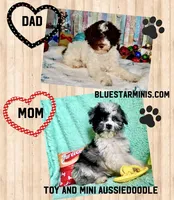 Toy Mini Red Merle F1B Aussiedoodle , a female Miniature Aussiedoodle for sale in Quartzsite, AZ – Photo 10 of 10