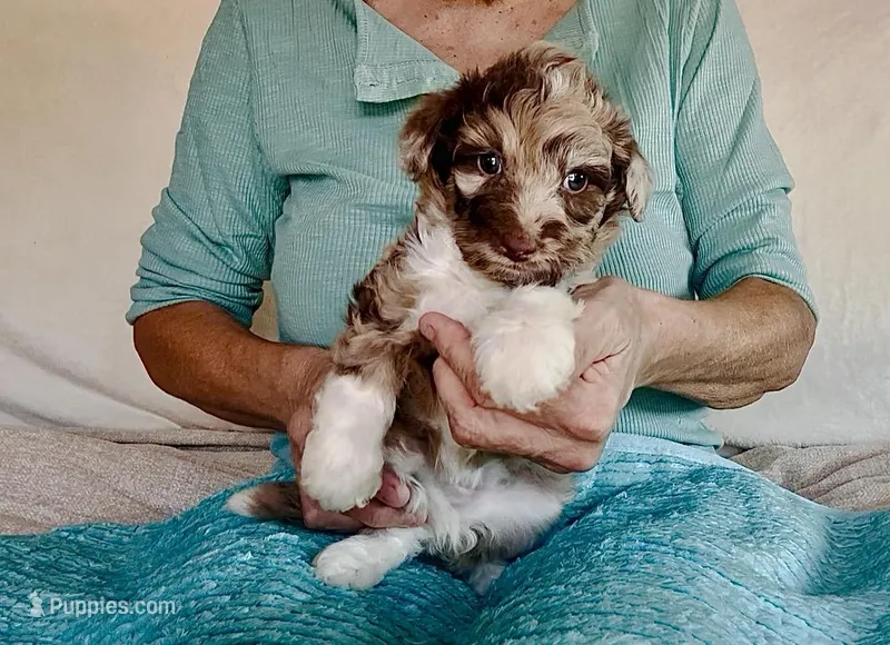 Toy Mini Red Merle F1B Aussiedoodle  – Miniature Aussiedoodle puppy for sale in Quartzsite, AZ