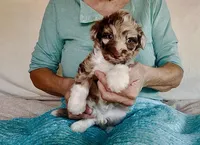 Toy Mini Red Merle F1B Aussiedoodle , a female Miniature Aussiedoodle for sale in Quartzsite, AZ – Photo 1 of 10