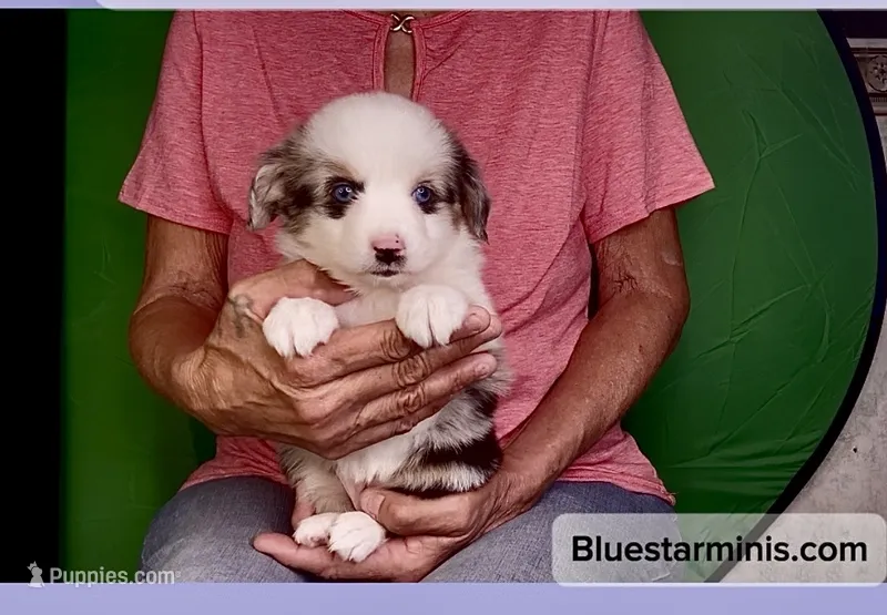 Toy Blue Eyes Blue Merle  – Toy Australian Shepherd puppy for sale in Quartzsite, AZ