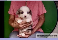 Toy Blue Eyes Blue Merle , a female Toy Australian Shepherd for sale in Quartzsite, AZ – 1 of 6