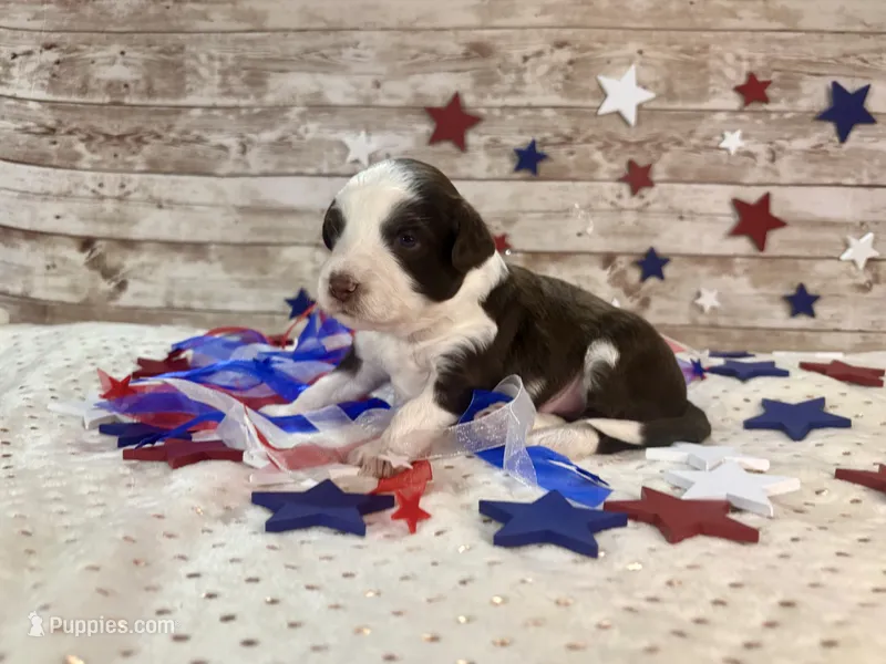 F1 Toy Mini Red Tri Tuxedo  – Miniature Aussiedoodle puppy for sale in Quartzsite, AZ