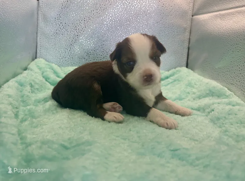 Stunning Toy Red Tri Boy Blue Eyes – Toy Australian Shepherd puppy for sale in Quartzsite, AZ