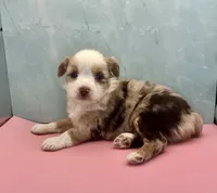 Toy Mini Red Merle Blue Eye , a female Miniature Australian Shepherd for sale in Quartzsite, AZ – 5 of 5