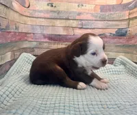 Toy Mini Red Tri Baby Boy Friday, a male Miniature Australian Shepherd for sale in Quartzsite, AZ – 4 of 7