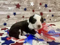 F1 Toy Mini Red Tri Tuxedo , a male Miniature Aussiedoodle for sale in Quartzsite, AZ – 5 of 10