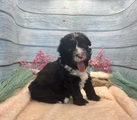 F1 Toy Mini Tuxedo Bi Black Scottsdale, a male Miniature Aussiedoodle for sale in Quartzsite, AZ – 2 of 10