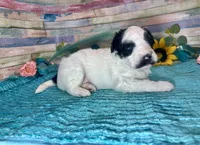 Mini F2B Black White Parti Stunning , a male Aussiedoodle for sale in Quartzsite, AZ – 9 of 10