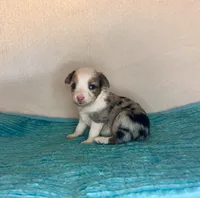 Blue Eyes Blue Merle , a female Toy Australian Shepherd for sale in Quartzsite, AZ – 2 of 6