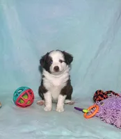 Toy Mini Blue Eyes Red Tri , a male Miniature Australian Shepherd and Toy Australian Shepherd for sale in Quartzsite, AZ – 5 of 8