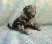Toy Mini F2B Blue Merle Gorgeous , a female Poodle - Miniature  and Miniature Aussiedoodle for sale in Quartzsite, AZ – 2 of 5