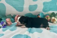 Toy Mini Tamale Gorgeous , a female Miniature Australian Shepherd for sale in Quartzsite, AZ – 8 of 10
