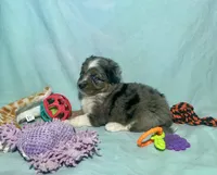 Toy Mini Blue Merle Stunning , a male Miniature Australian Shepherd and Toy Australian Shepherd for sale in Quartzsite, AZ – 5 of 10