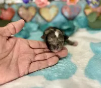 F2B Miniature Blue Merle Key Lime Pie , a female Aussiedoodle for sale in Quartzsite, AZ – 3 of 5