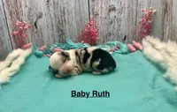 Toy Mini Baby Ruth Blue Merle, a female Miniature Australian Shepherd for sale in Quartzsite, AZ – 2 of 5