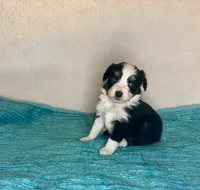 Black Tri with Blue Eyes, a female Toy Australian Shepherd for sale in Quartzsite, AZ – 1 of 5