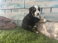 Toy Mini Tri Sweet Tamale , a female Toy Australian Shepherd for sale in Quartzsite, AZ – 6 of 9
