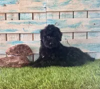 F1 Toy Mini Mesa Beautiful Girl , a female Miniature Aussiedoodle for sale in Quartzsite, AZ – 3 of 10