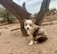 Gorgeous Toy Red Merle Blue Eyes, a female Toy Australian Shepherd for sale in Quartzsite, AZ – 6 of 7
