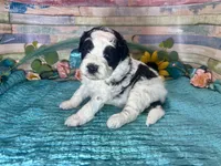 F2B Miniature Black White Parti Stunning, a male Aussiedoodle for sale in Quartzsite, AZ – 6 of 10