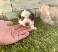 F1 Toy Mini Red Tri Tuxedo, a male Aussiedoodle and Poodle - Miniature  for sale in Quartzsite, AZ – 3 of 7