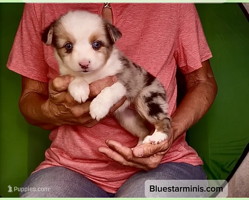 Toy Blue Merle Blue Eyes – Toy Australian Shepherd puppy for sale in Quartzsite, AZ
