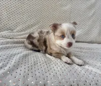 Toy Mini Blue Eyes Red Merle Sunday, a female Toy Australian Shepherd for sale in Quartzsite, AZ – 10 of 10