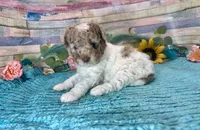 Miniature F2B Red Merle Parti , a male Aussiedoodle for sale in Quartzsite, AZ – 4 of 10