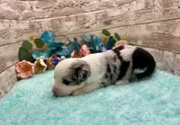Toy Mini Blue Merle Baby Ruth Blue Eyes, a female Miniature Australian Shepherd for sale in Quartzsite, AZ – 9 of 10